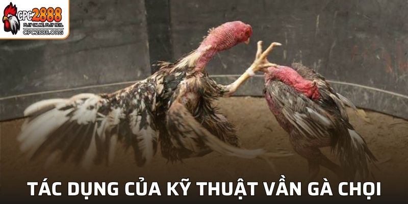 Bật mí tác dụng của các kỹ thuật vần gà chọi