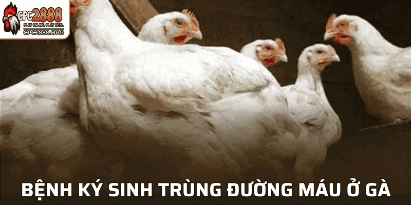 Bệnh Ký Sinh Trùng Đường Máu