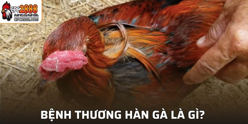 Bệnh thương hàn gà là gì? Có nguy hiểm đến chiến kê không?