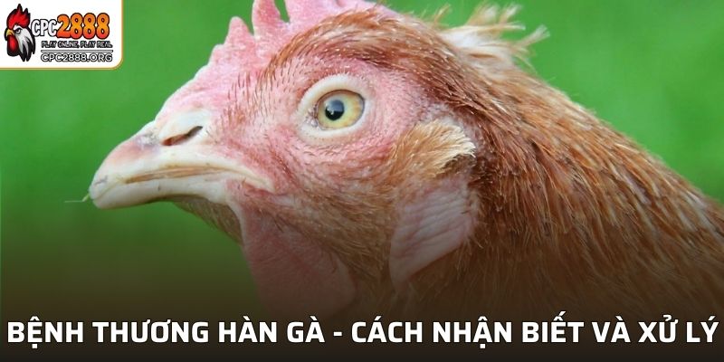 Bệnh Thương Hàn Gà