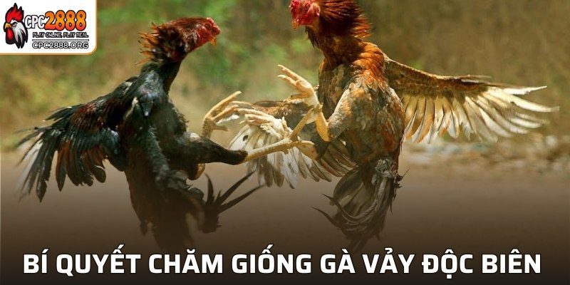 Bí quyết chăm giống gà vảy độc biên