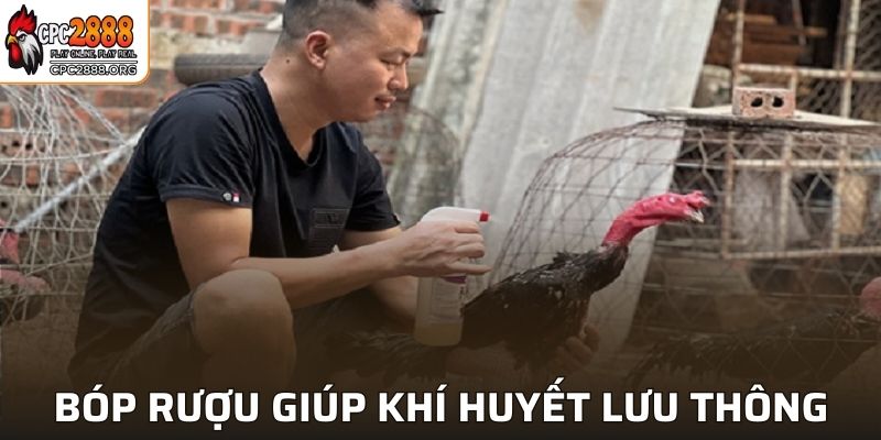 Bóp rượu cho gà giúp khí huyết lưu thông