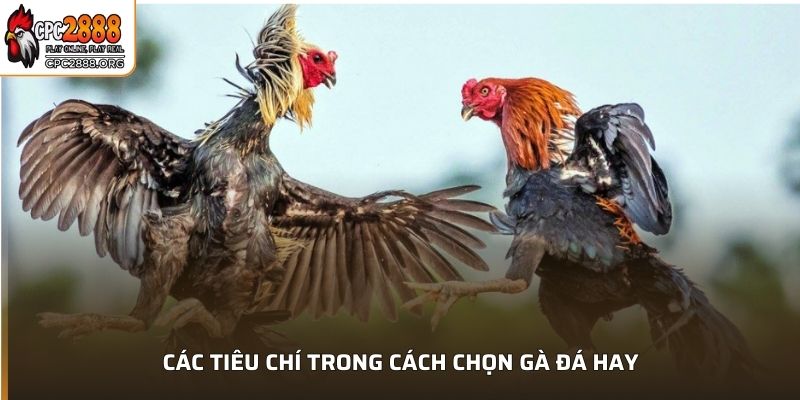 Các tiêu chí trong cách chọn gà đá hay