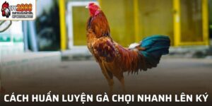 Cách Huấn Luyện Gà Chọi