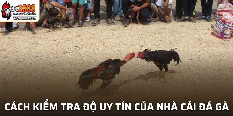 Cách kiểm tra độ uy tín của nhà cái đá gà