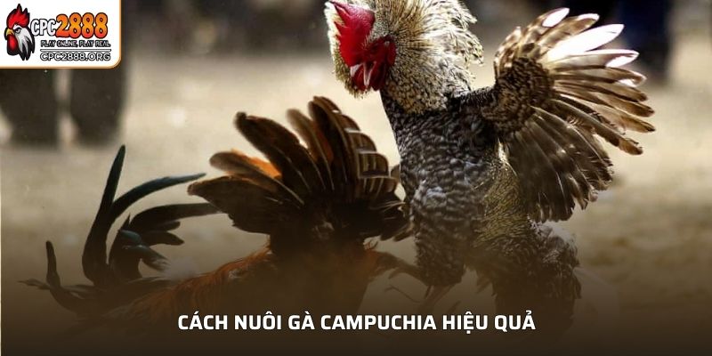 Cách nuôi gà Campuchia hiệu quả