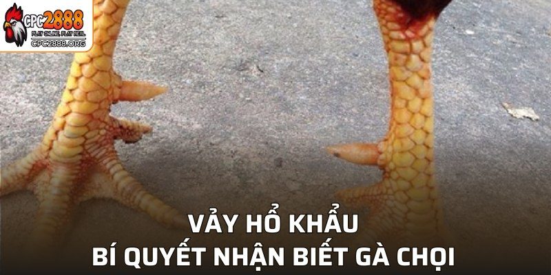 Cách nuôi gà chọi sở hữu vảy Hổ Khẩu