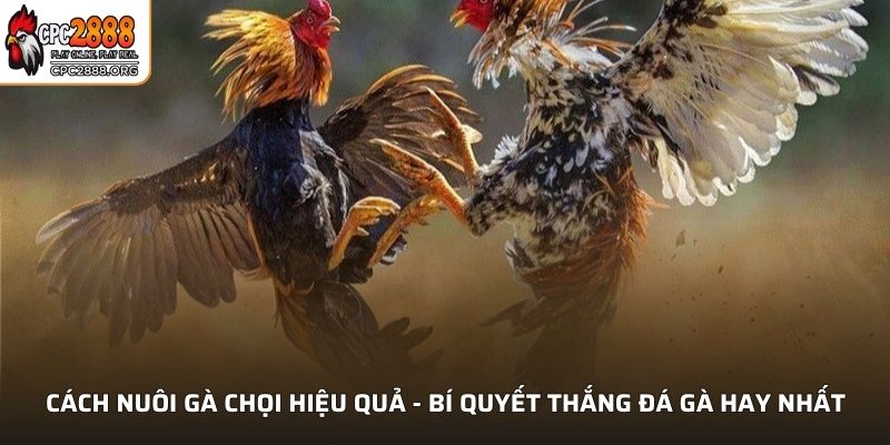 Cách Nuôi Gà Chọi