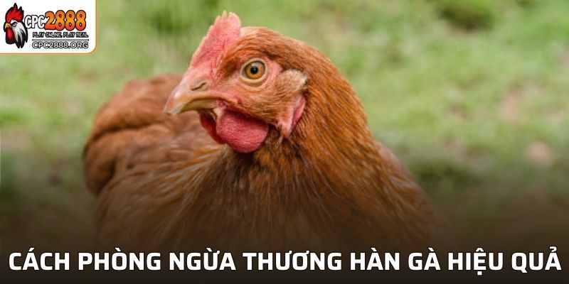 Cách phòng ngừa thương hàn gà hiệu quả và tối ưu