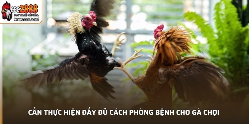 Cần thực hiện đầy đủ cách phòng bệnh cho gà chọi