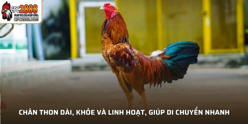 Chân thon dài, khỏe và linh hoạt, giúp di chuyển nhanh