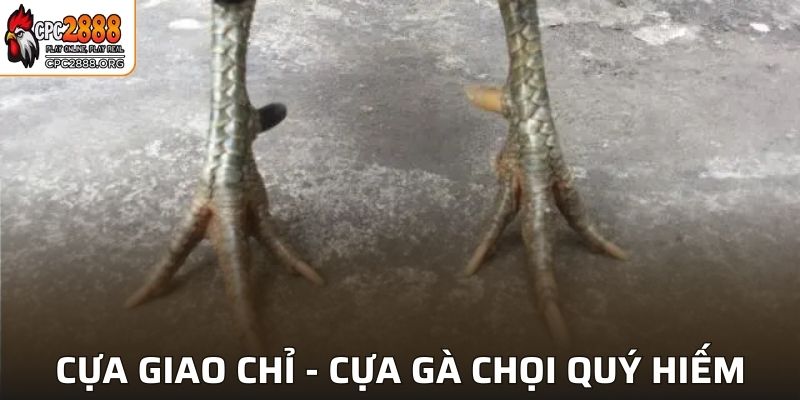 Cựa Giao Chỉ