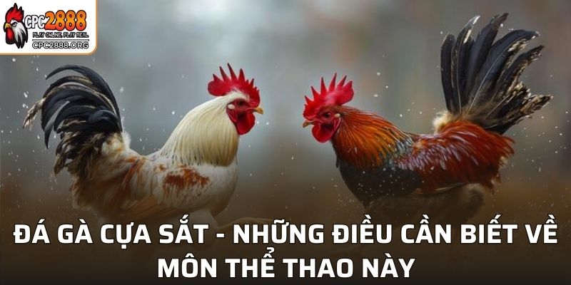 Đá Gà Cựa Sắt