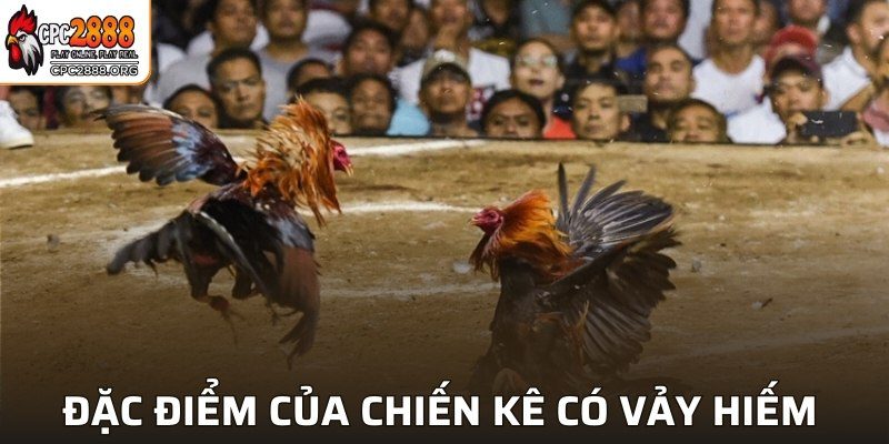 Đặc điểm của chiến kê có vảy hiếm