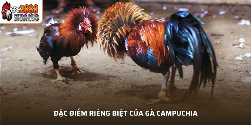 Đặc điểm riêng biệt của gà Campuchia