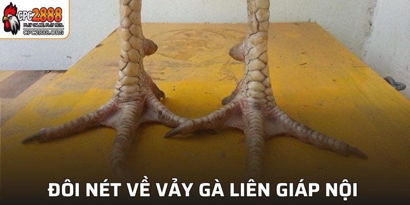 Đôi nét về vảy gà Liên Giáp Nội