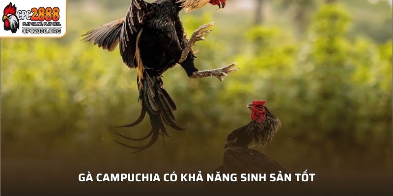 Gà Campuchia có khả năng sinh sản tốt