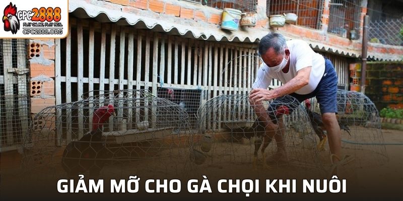 Giảm mỡ cho chiến kê trước khi bước ra bất kỳ trận đấu nào