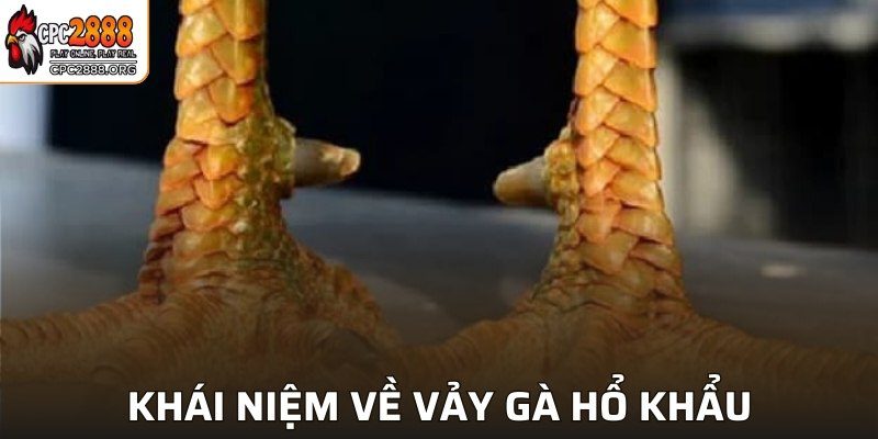 Giới thiệu khái niệm về vảy gà hổ khẩu