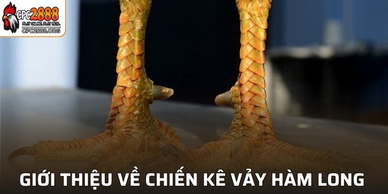 Giới thiệu về chiến kê vảy hàm long 