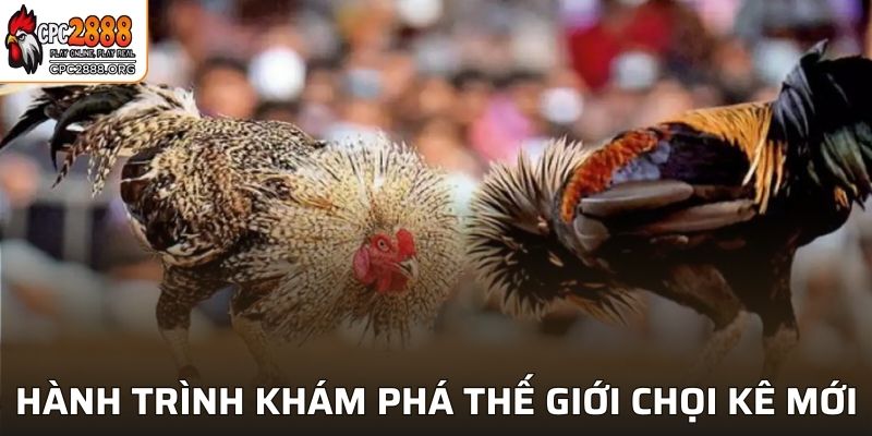 Hành trình khám phá thế giới chọi kê mới