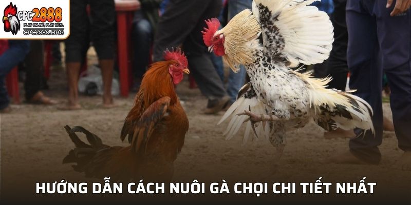 Hướng dẫn cách nuôi gà chọi chi tiết nhất