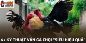 Kỹ Thuật Vần Gà Chọi