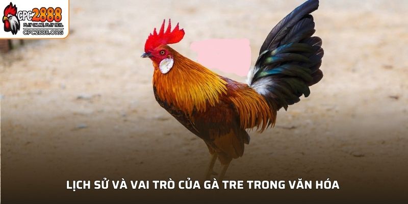 Lịch sử và vai trò của gà Tre trong văn hóa