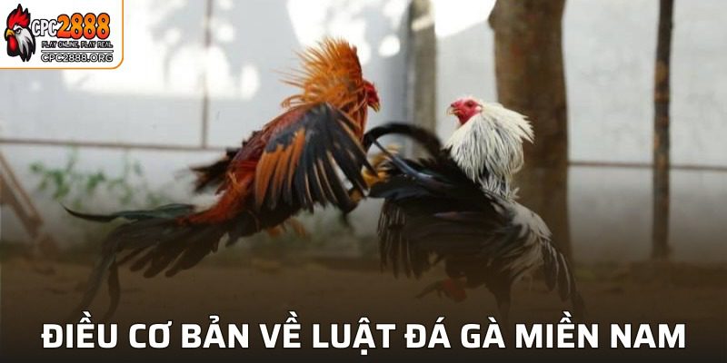 Luật đá gà miền Nam chuẩn nhất từ A-Z