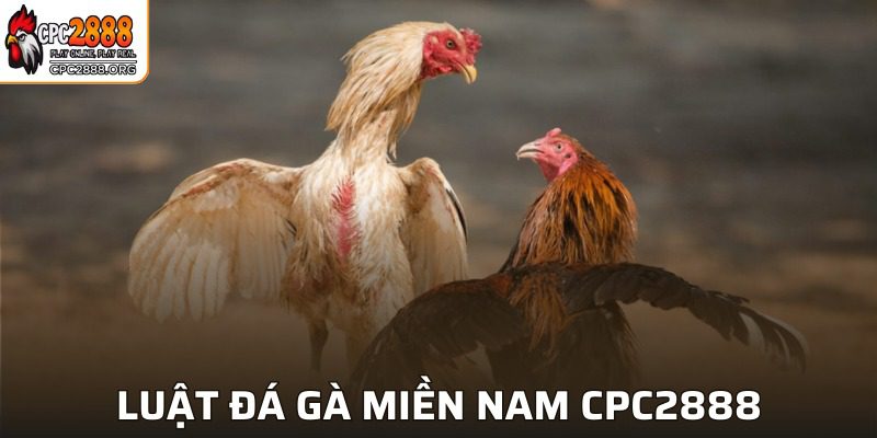 Luật Đá Gà Miền Nam