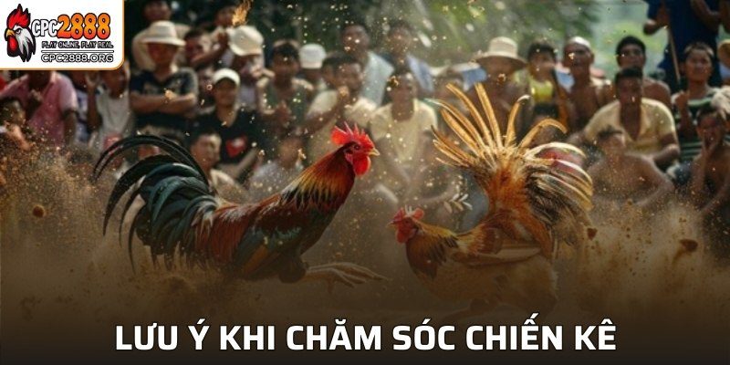 Lưu ý khi chăm sóc chiến kê