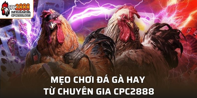 Mẹo chơi đá gà hay từ chuyên gia CPC2888