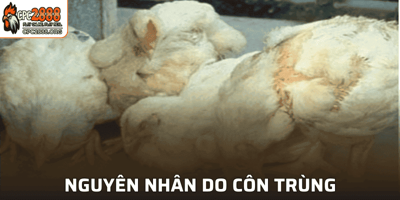 Nguyên nhân gây bệnh do côn trùng