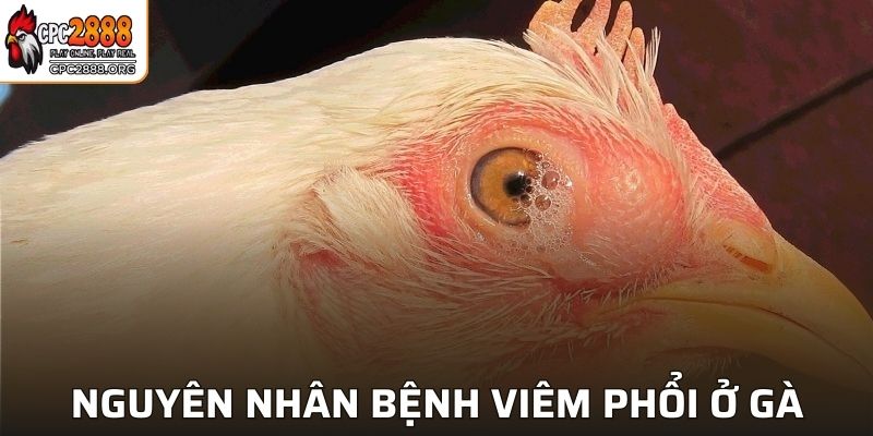 Nguyên nhân gây ra bệnh viêm phổi ở gà