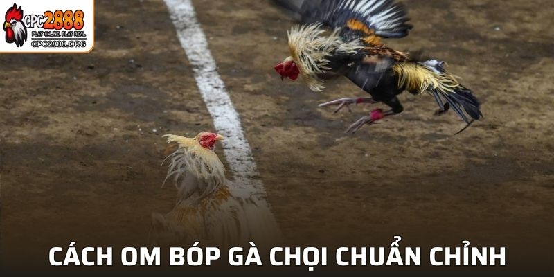 Những cách om bóp gà chọi chuẩn chỉnh