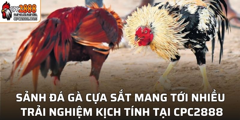 Sảnh đá gà cựa sắt mang tới nhiều trải nghiệm kịch tính tại CPC2888