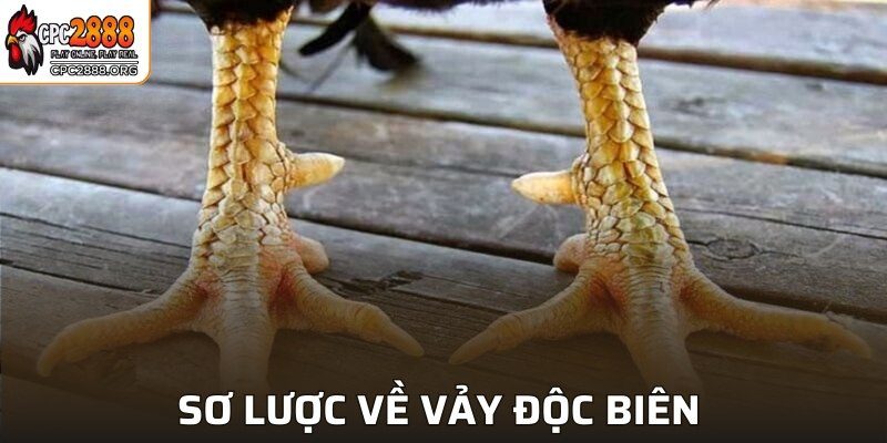 Sơ lược về vảy độc biên