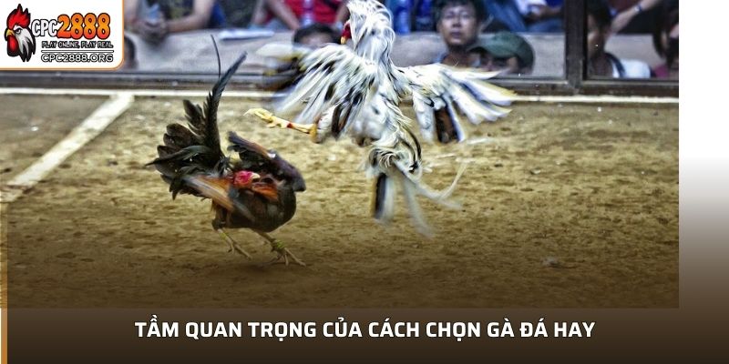 Tầm quan trọng của cách chọn gà đá hay