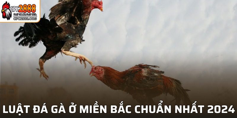 Tất tần tật luật đá gà miền Bắc mà hội viên phải biết