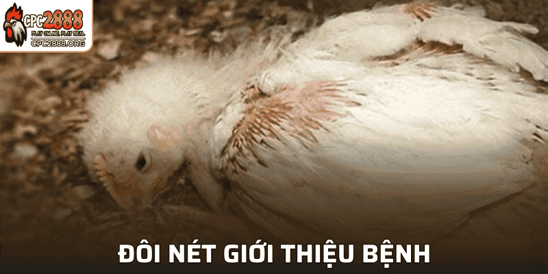 Thông tin về bệnh Gumboro