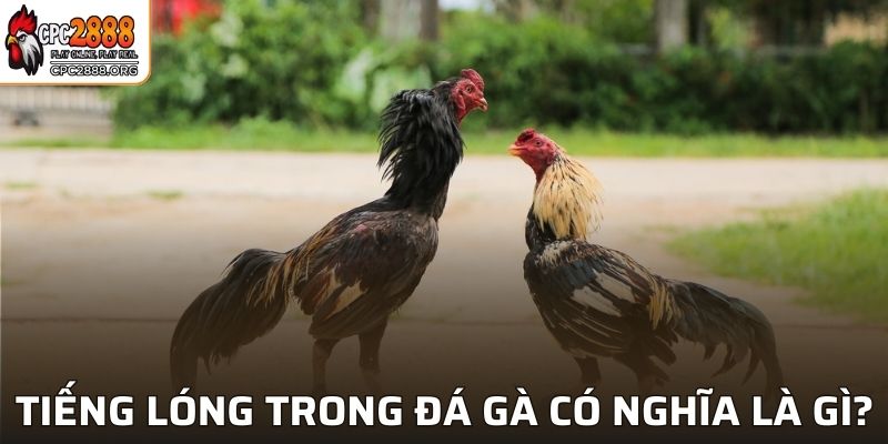 Tiếng lóng trong đá gà có nghĩa là gì?