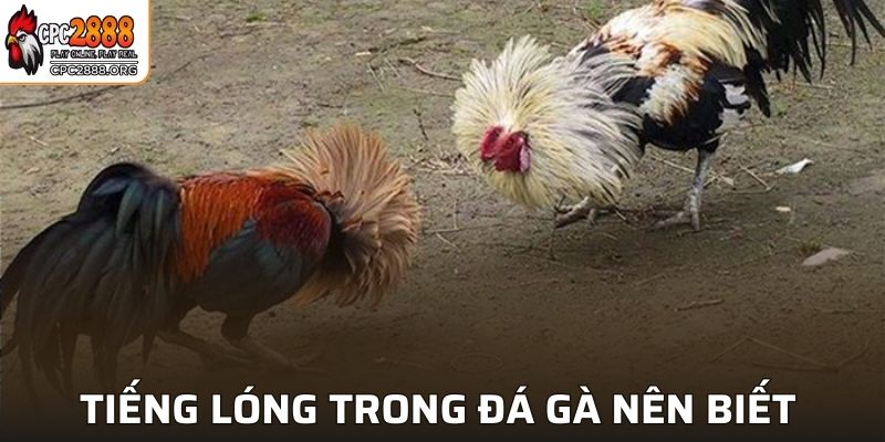 Tiếng Lóng Trong Đá Gà