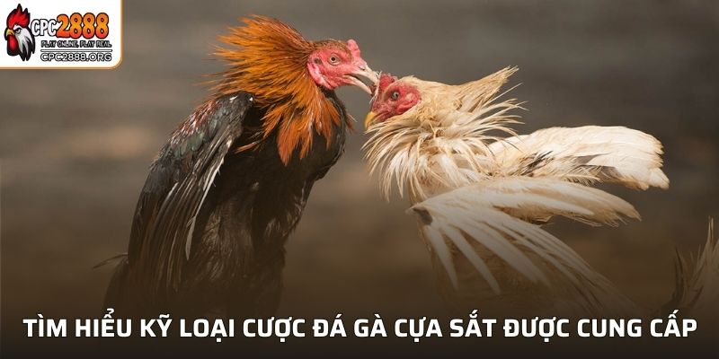 Tìm hiểu kỹ loại cược đá gà cựa sắt được cung cấp