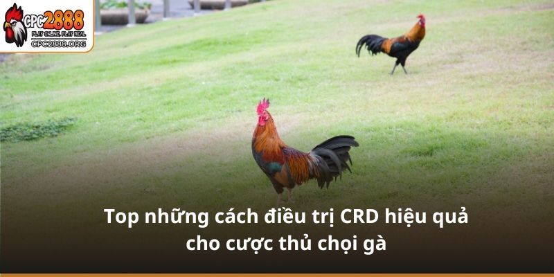 Top những cách điều trị CRD hiệu quả cho cược thủ chọi gà