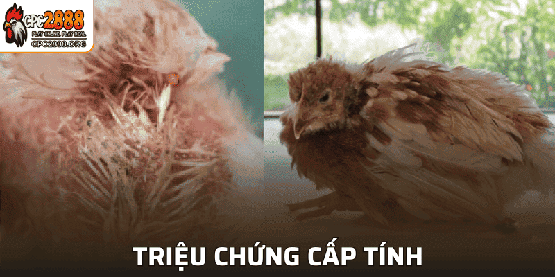 Triệu chứng của loại cấp tính