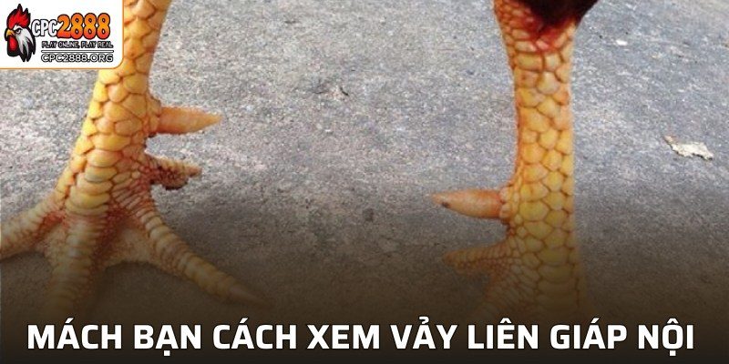 Vảy Liên Giáp Nội