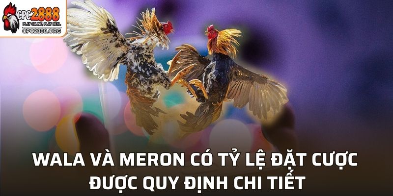 Wala và Meron có tỷ lệ đặt cược được quy định chi tiết