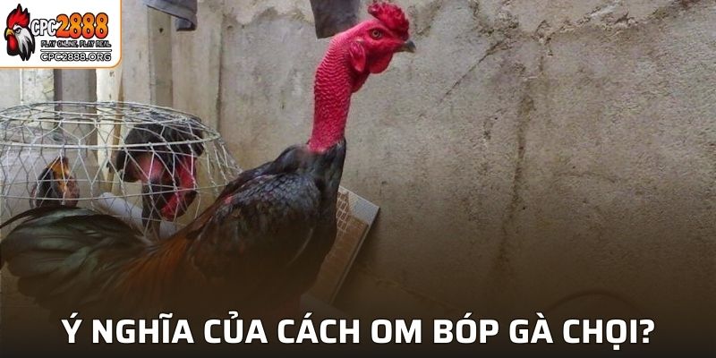 Ý nghĩa của cách om bóp gà chọi?